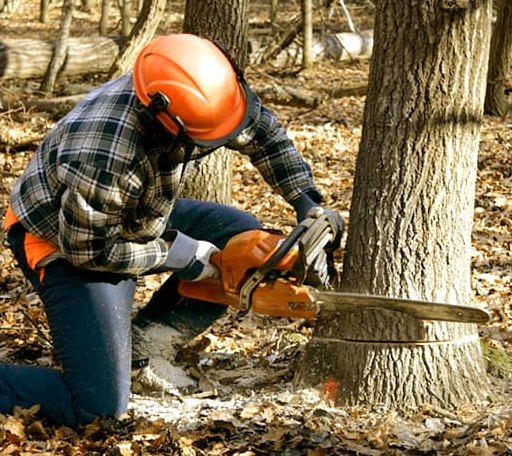 Tree Removal in Choudrant, LA